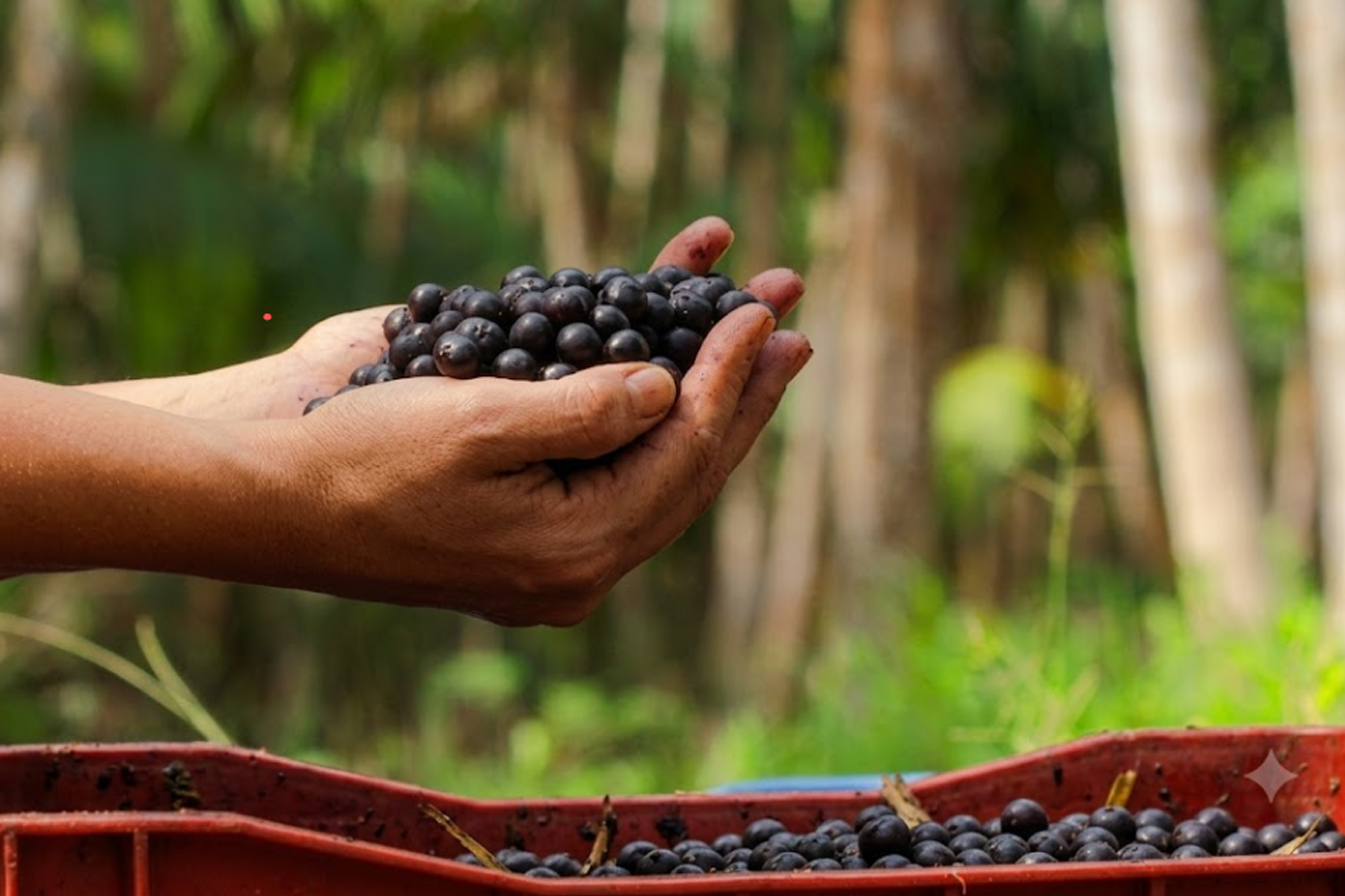 Agricultura na Amazônia